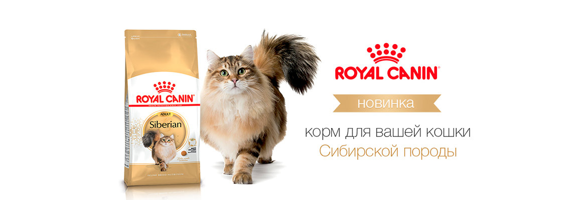 Тестовый слайд